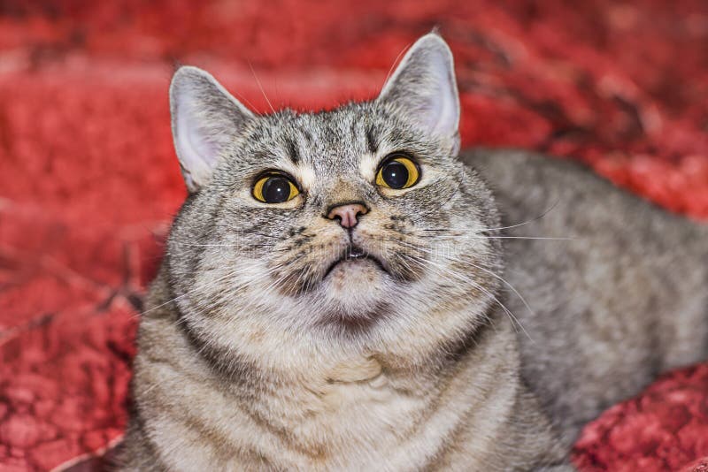 猫品种英国Shorthair